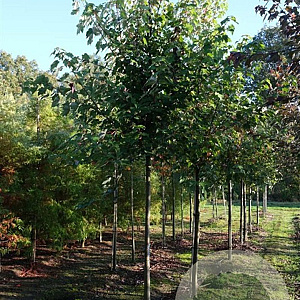 Acer rubrum 'October Glory' 14-16 HO draadkluit