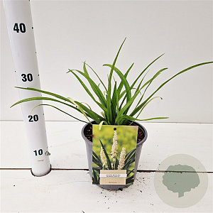 Liriope muscari 'Monroe White' 20-25 cm 2,0L