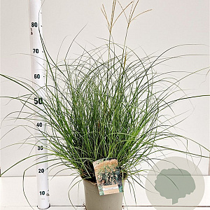 Miscanthus sinensis 'Yakushima Dwarf' 30-40 cm 4,0L