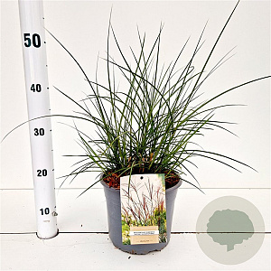 Miscanthus sin. 'Kleine Silbersp.' 40-50 cm 4,0L