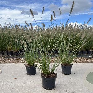 Pennisetum al. 'Hameln' 30-40 cm 2,0L