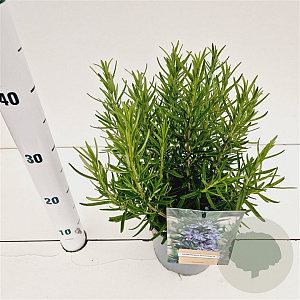Rosmarinus officinalis 20-30 cm 2,5L