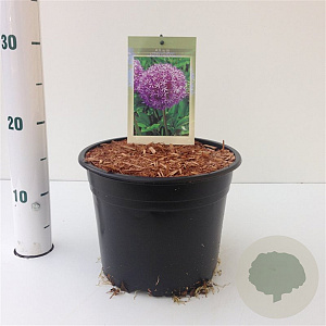 Allium 'Globemaster' gm 4,0L