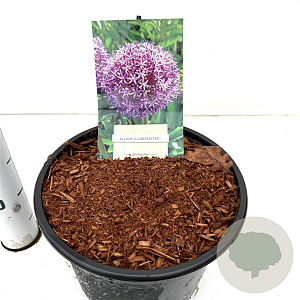 Allium 'Globemaster' gm 4,0L
