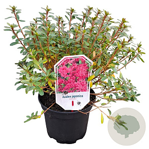 Azalea (J) 'Momoko' 20-25 cm 2,0L