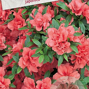 Azalea (J) 'Rex' 20-25 cm 2,0L
