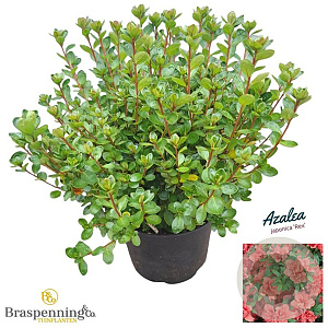 Azalea (J) 'Rex' 25-30 cm 4,0L