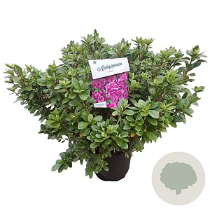 Azalea (J) 'Violetta' 40-50 cm 10L