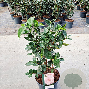 Camellia japonica 'William Barlett' 40-50 cm 5,0L