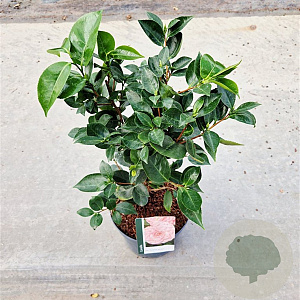 Camellia japonica 'William Barlett' 40-50 cm 5,0L