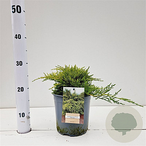 Juniperus media 'Old Gold' 20-30 cm 2,5L