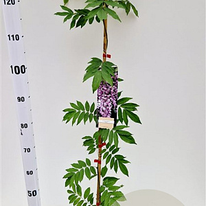 Wisteria floribunda 'Rosea' 100-125 cm rozenpot 2L