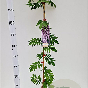 Wisteria floribunda 'Rosea' 100-125 cm rozenpot 2L