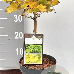 Acer shirasawanum 'Aureum' 20-25 cm 3,0L