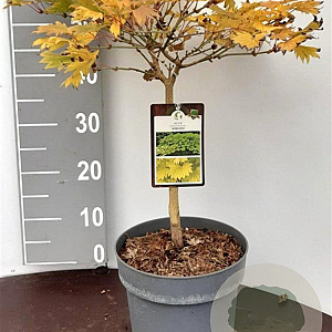 Acer shirasawanum 'Aureum' 40-50 cm 5,0L