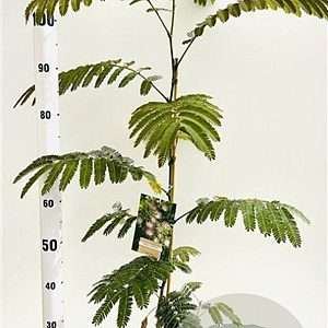 Albizia julibrissin 80-100 cm 3,0L