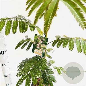 Albizia julibrissin 80-100 cm 3,0L