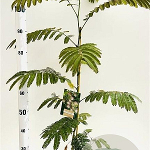 Albizia julibrissin 100-125 cm 3,0L