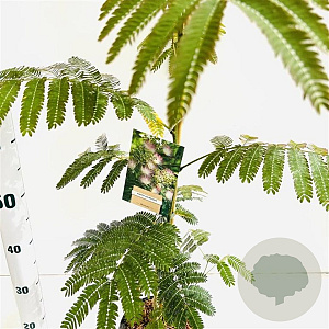 Albizia julibrissin 100-125 cm 3,0L