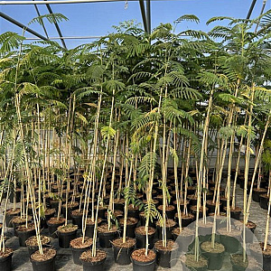 Albizia julibrissin 175-200 cm 7,5L