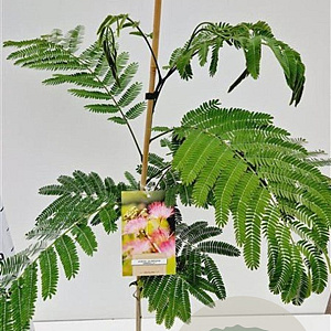 Albizia julibr. Ombrella 60-80 cm 3,0L