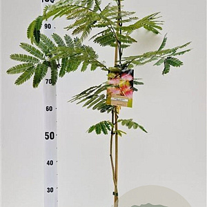 Albizia julibr. Ombrella 60-80 cm 3,0L