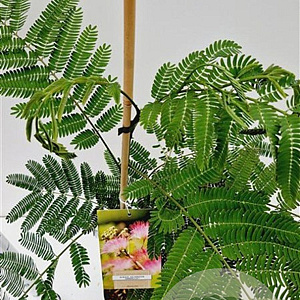 Albizia julibr. Ombrella 60-80 cm 3,0L