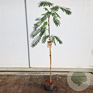 Albizia julibr. Ombrella 180 cm stam 7,5L