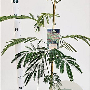 Albizia julibr. 'Rouge de Tuilière' 80-100 cm 3,0L
