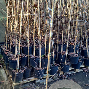 Amelanchier lamarckii 175-200 cm 7,5L Gestokt