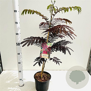 Albizia julibr. 'Summer Chocolate' 40-60 cm 3,0L