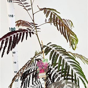 Albizia julibr. 'Summer Chocolate' 80-100 cm 3,0L