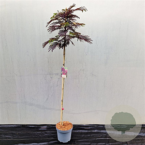 Albizia julibr. 'Summer Chocolate' 150 cm stam 7,5L