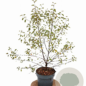 Betula pendula 50-60 cm 3,0L