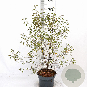 Betula pendula 50-60 cm 3,0L