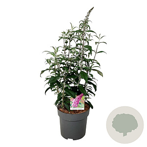 Buddleja d. 'Pink Delight' 80-100 cm 15L