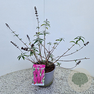 Buddleja d. 'Royal Red' 50-55 cm 3,0L