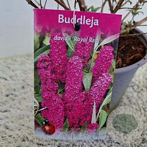 Buddleja d. 'Royal Red' 50-55 cm 3,0L