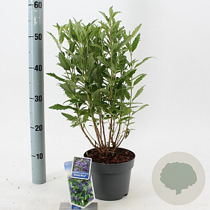 Caryopteris cland. Grand Bleu 30-40 cm 2,0L