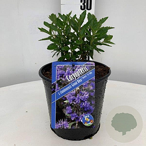 Caryopteris cland. Grand Bleu 30-40 cm 2,0L