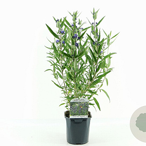 Caryopteris cland. 'Kew Blue' 30-40 cm 2,0L