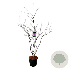 Cercis can. 'Forest Pansy' 150-175 cm 30L extra