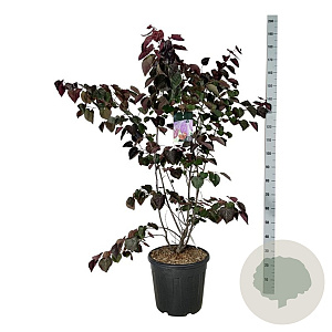 Cercis can. 'Forest Pansy' 150-175 cm 30L extra