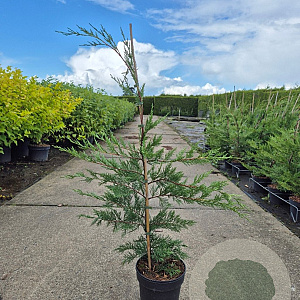 Cupressocyparis leylandii 100-120 cm 3,0L