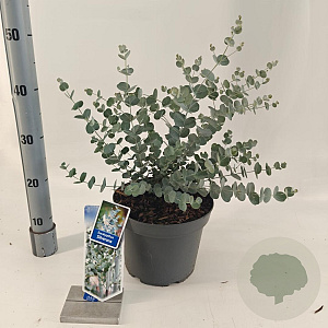 Eucalyptus gunnii Silverana 30-40 cm 5,0L