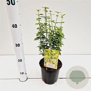 Euonymus fort. 'Emerald 'n' Gold' 20-25 cm C1.5
