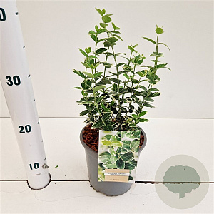 Euonymus fort. 'Emerald Gaiety' 20-25 cm C1.5