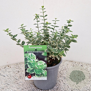 Euonymus fort. 'Emerald Gaiety' 20-25 cm C1.5