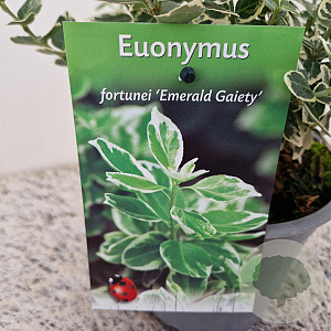 Euonymus fort. 'Emerald Gaiety' 20-25 cm C1.5