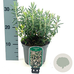 Andromeda polifolia 'Blue Ice' 15-20 cm 2,0L